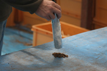 幼虫の糞の測定